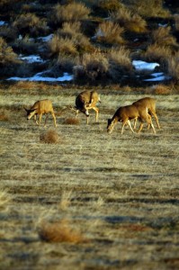 Mule Deer in Utah 