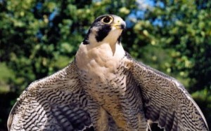 Peregrine Falcon | Photo courtesy of UT Division of Wildlife Resources, http://dwr.smugmug.com/Birds/Raptors/3900908_ZWx6RS#!i=1167762018&k=9qDL8