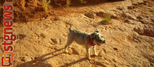 Toby the Wonder Dog stands in the footprints of the great dinosaurs, Red Cliffs Reserve, St. George, Utah, 2011 | Photo by Joyce Kuzmanic, St. George News