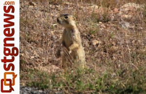 Gunnison's Praire Dog Utah Division of Wildlife Resources photo