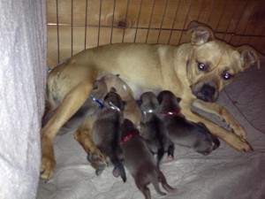 Sugar nursing both her puppies and some of her sister's, Hurricane, Utah, Feb. 6, 2013 | Photo courtesy of Because Animals Matter