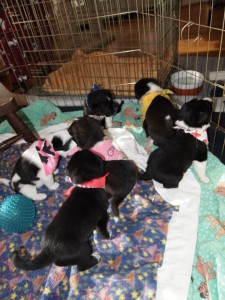 Jade's puppies, Hurricane, Utah, Feb. 2, 2013 | Photo courtesy of Because Animals Matter