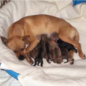 Ginger nursing her puppies, Hurricane, Utah, Feb. 6, 2013 | Photo courtesy of Because Animals Matter