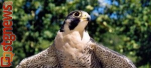 Peregrine Falcon | Photo courtesy of the Utah Division of Wildlife Resources