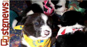 Jade's puppies, Hurricane, Utah, Feb. 2013 | Photo courtesy of Because Animals Matter, St. George News