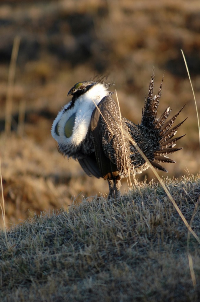 A male sage-grouse performs his strutting ritual, photo not dated | Photo by Ron Stewart, Utah Division of Wildlife Resources, St. George News
