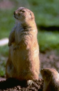 Prairie Dog | Photo courtesy of Utah Division of Wildlife Resources