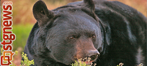 Black bear | Photo courtesy of Utah DWR