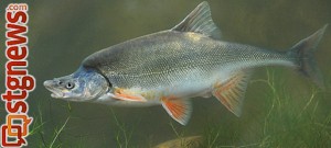 Humpback chub, location and date unknown | Photo courtesy of Grand Canyon National Park