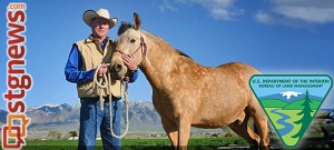 blm-wild-horses