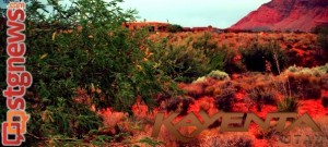 The Kayenta desert community, Ivins, Utah, June 24, 2013 | Photo by Alexa Verdugo Morgan, St. George