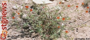 Gierisch mallow in the Arizona desert | Photo courtesy of the U.S. Fish and Wildlife Service