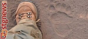 Bear tracks spotted by park rangers in Zion National Park, July 2013 | Photo courtesy of Zion National Park