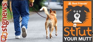 strut-your-mutt