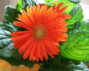 Gerber daisy