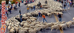 sheep-parade