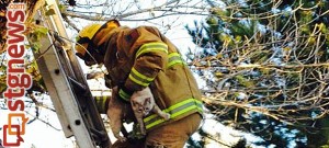 A kitty pulled from residents home in Dammeron Valley, Utah, Nov. 25, 2013 | Photo by Jana Bickel, St. George News