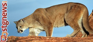 cougar2