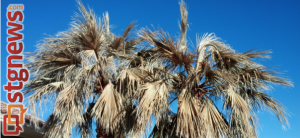 St. George palm trees after the December 2013 freeze, St. George, Utah, Jan. 4, 2014 | Photo by Joyce Kuzmanic, St. George News