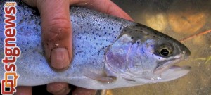 rainbow-trout-1