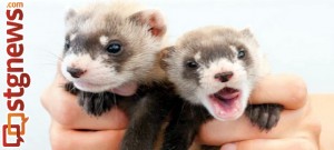 Black-footed ferret | Photo courtesy of Kimberly Tamkun, U.S. Fish and Wildlife Service