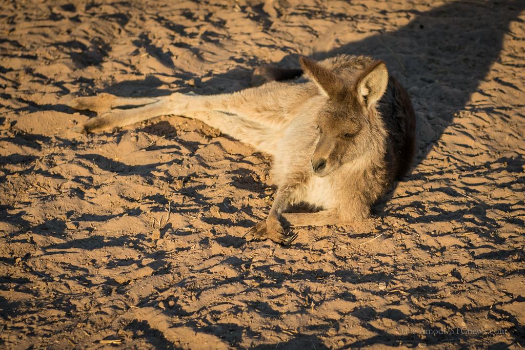 Zappos joins saving effort for Moapaâ€™s Roos-n-More zoo; STGnews ...