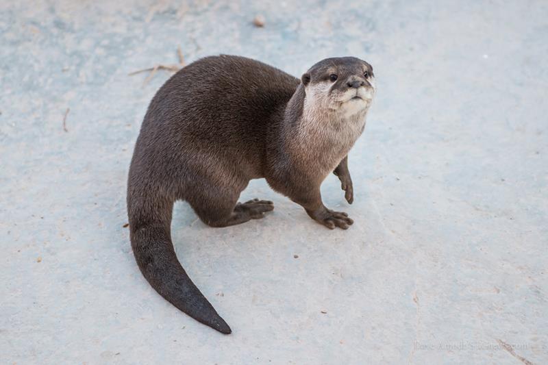 Asian small-clawed otter at the Roos-n-More Zoo, Moapa Town, Nev., Feb ...