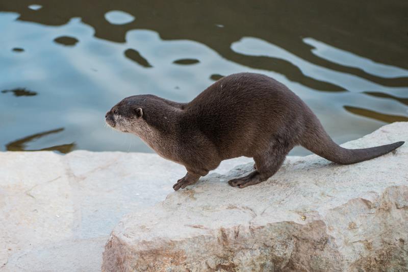 Asian small-clawed otter at the Roos-n-More Zoo, Moapa Town, Nev., Feb ...