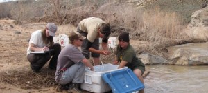 DWR Aquatic Biologists, Native Woundfin project March 2011 | Photo courtesy of Division of Wildlife Resources, St. George News