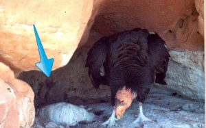 A condor chick in the rear of the nesting cavity, date and location unknown | Photo courtesy of The Peregrine Fund/Zion National Park, St. George News