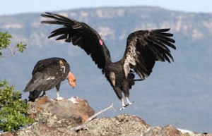 A California condor stretches its wings. Location not specified, Utah, circa June 2014 | Photo by Lynn Chamberlain, Utah Division of Wildlife Resources, St. George News