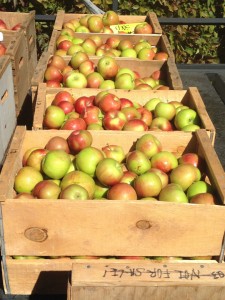 New Harmony Apple Festival, New Harmony, Utah, Oct. 11, 2014 |Photo by Holly Coombs, St. George News.