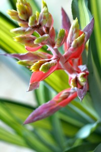 Beautiful plant that could be placed in the home or office, undated | Photo courtesy of Niki Warner 