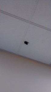 Thousands of bats invade the 5th District Courthouse, St. George, Utah, Oct. 30, 2014 | Submitted photo, St. George News