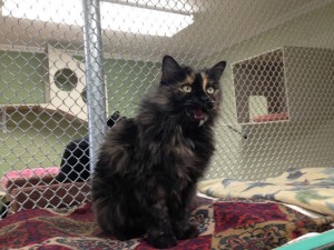 Cookie, recently adopted from the St. George Animal Shelter, was a longtime resident of the cat room before being adopted, St. George, Utah, date note specified | Photo courtesy of Pauline Bringhurst, St. George News