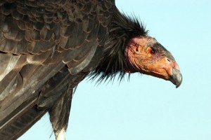 The number of California condors treated for lead exposure in Utah and Arizona has fallen to its lowest level since 2005. Location, date unspecified| Photo by Lynn Chamberlain, Utah Division of Wildlife Resources, St. George News