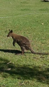 A wallaby found in a LaVerkin field, LaVerkin, Utah, Oct. 16, 2014 | Photo courtesy of LaVerkin Police Officer Amber Crouse, St. George News