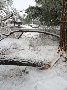 The remnants of a tree laying in Cindy Porr's front yard following a snowstorm, Cedar City, May 18, 2014 | Photo courtesy of Cindy Porr, St. George News 