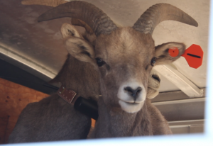 A bighorn sheep ready for transport after being assessed and tagged, Nov. 23, 2014 | Photo by Leanna Bergeron, St. George News
