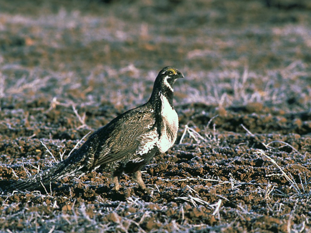 Photo of Gunnison sage-grouse near Monticello, Monticello, Utah, undated | Photo courtesy of Utah Department of Wildlife Resources, St. George News