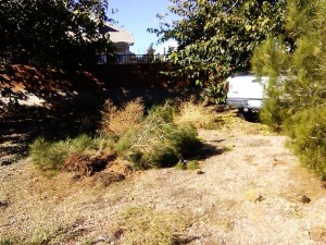 A pine tree lies on the ground after a truck knocked it over near Pearl Rose Drive and Country Lane in Santa Clara, Utah, Nov. 7, 2014 | Photo by Aspen Stoddard, St. George News