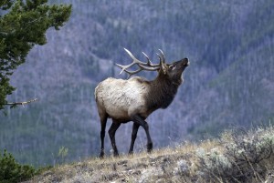 Bull elk in the wild, Southern Utah, September 26, 2012 | Photo by Ron Stewart, St. George News