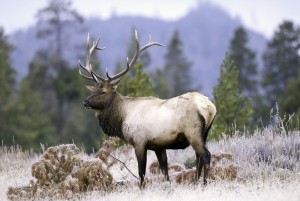 Bull elk in the wild, Southern Utah, September 26, 2012 | Photo by Ron Stewart, St. George News