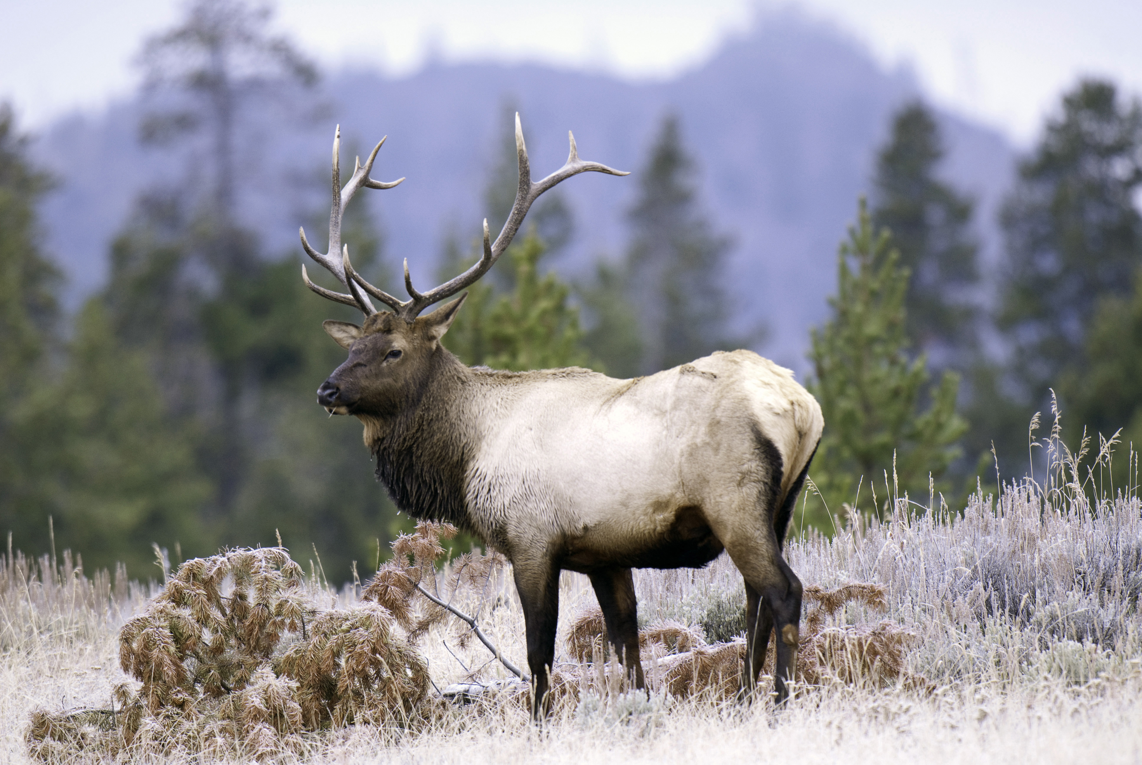 Utah elk hunting odds