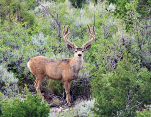 Buck in the wild spies the camera, Southern Utah, June 24, 2013 | Photo by Scott Root, St. George News
