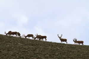 Bucks grazing as they walk, Southern Utah, June 24, 2013 | Photo by Scott Root, St. George News