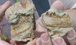 The first jaw bone of a Utahraptor found on the site, Utah, date unspecified | Photo courtesy of James Kirkland, St. George News