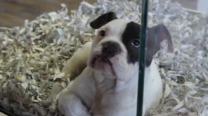 A bulldog puppy at Fur de Leash in St. George, Utah, Feb. 19, 2015 | Photo by Leanna Bergeron, St. George News