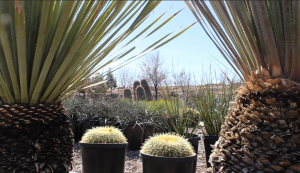 A variety of cactus and other plants at Star Nursery, St. George, Utah, Feb. 17, 2015 | Photo by Leanna Bergeron, St. George News