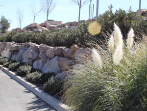 Shrubs outside of Star Nursery, St. George, Utah, Feb. 17, 2015 | Photo by Leanna Bergeron, St. George News